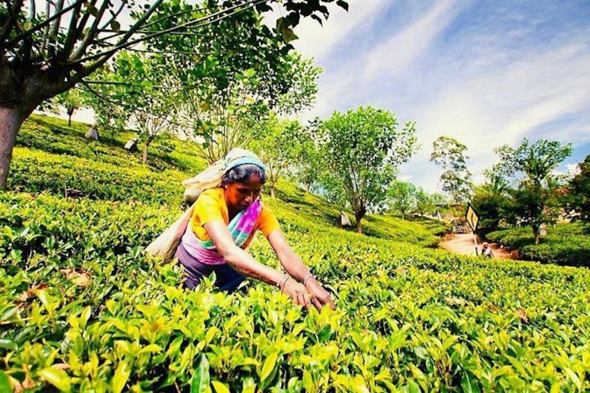 A person harvesting tea leaves in a lush, green tea plantation. 3