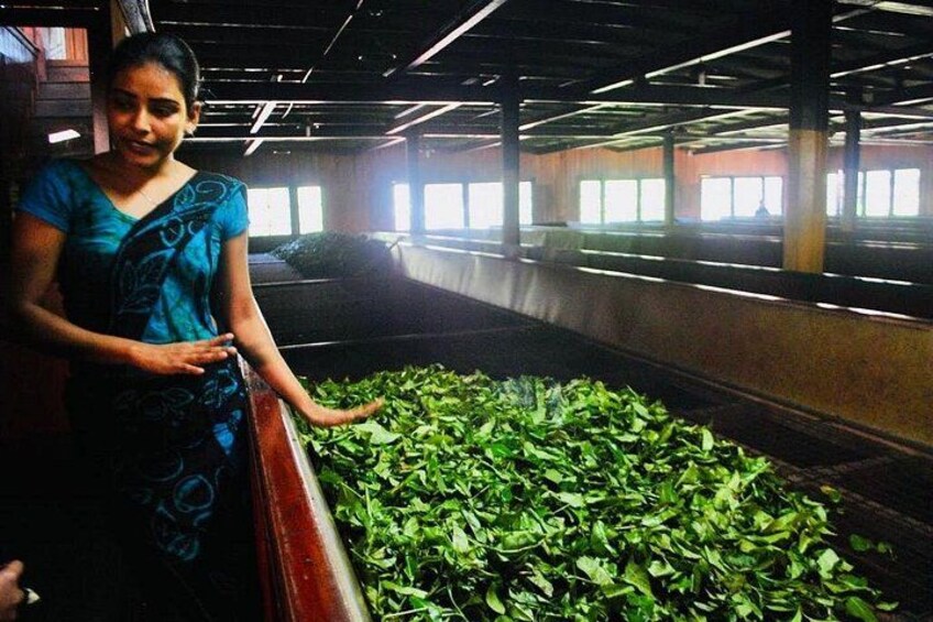Horton Plains Tea Factory and Nuwara Eliya Day Tour 2