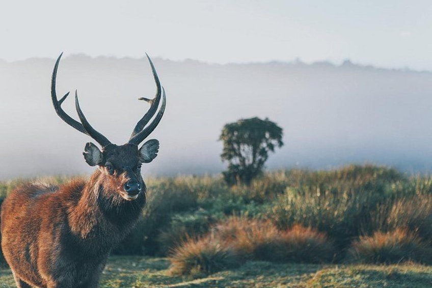 A stag with large antlers in a grassy field with a tree and fog in the background. 2
