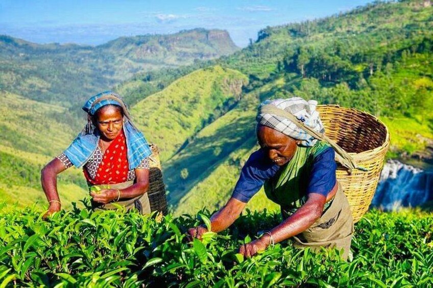 Two women harvesting tea leaves in a hilly tea plantation. 1