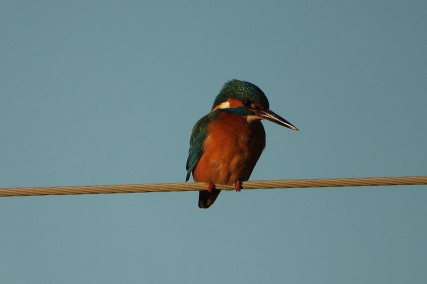 A bird perched on a wire against a clear sky. 1