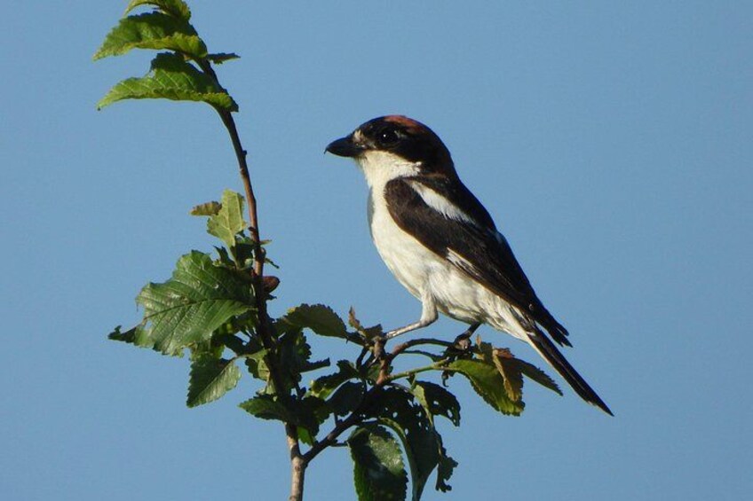 A bird perched on a branch with green leaves against a clear blue sky. 5