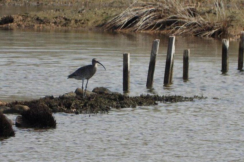 A bird standing on a small island in a body of water, surrounded by wooden posts. 4
