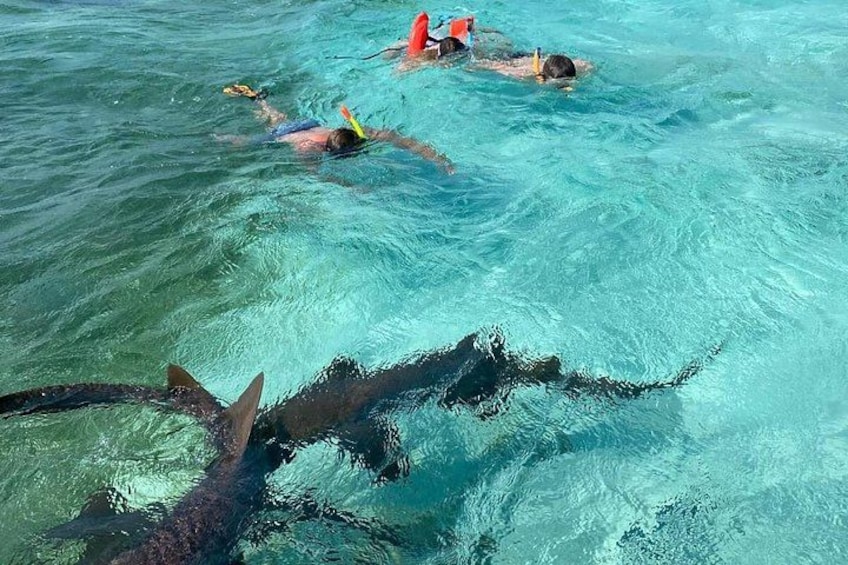 Personas haciendo snorkel en aguas azules cristalinas, con tiburones visibles. 4