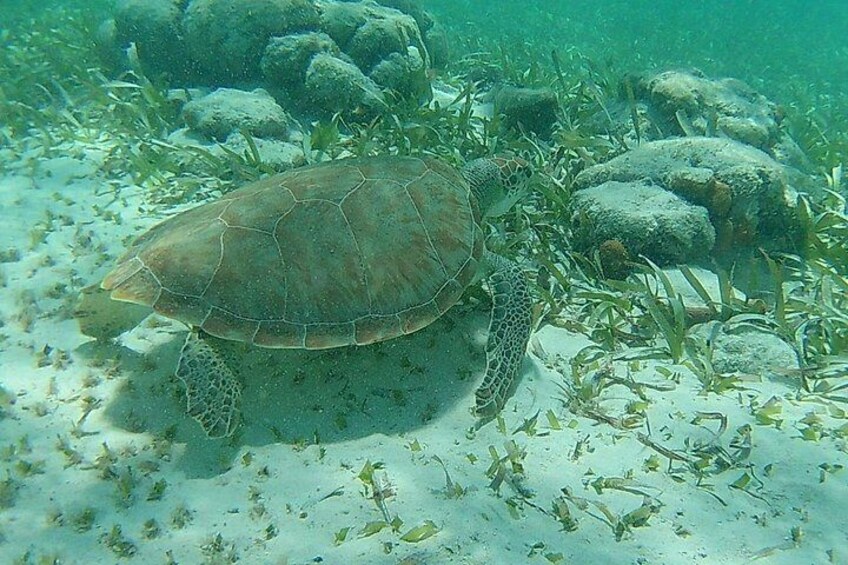 Una tortuga marina sobre un lecho arenoso con rocas y algas. 4