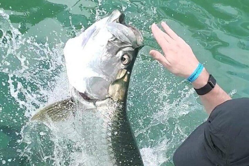 Una persona interactuando con un pez grande en el agua. 2