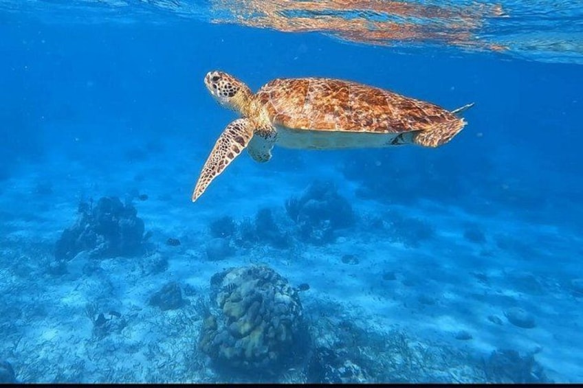 Una tortuga marina nada bajo el agua con un arrecife de coral al fondo. 1
