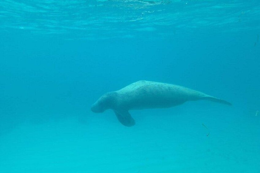 Un gran mamífero marino nadando bajo el agua. 3