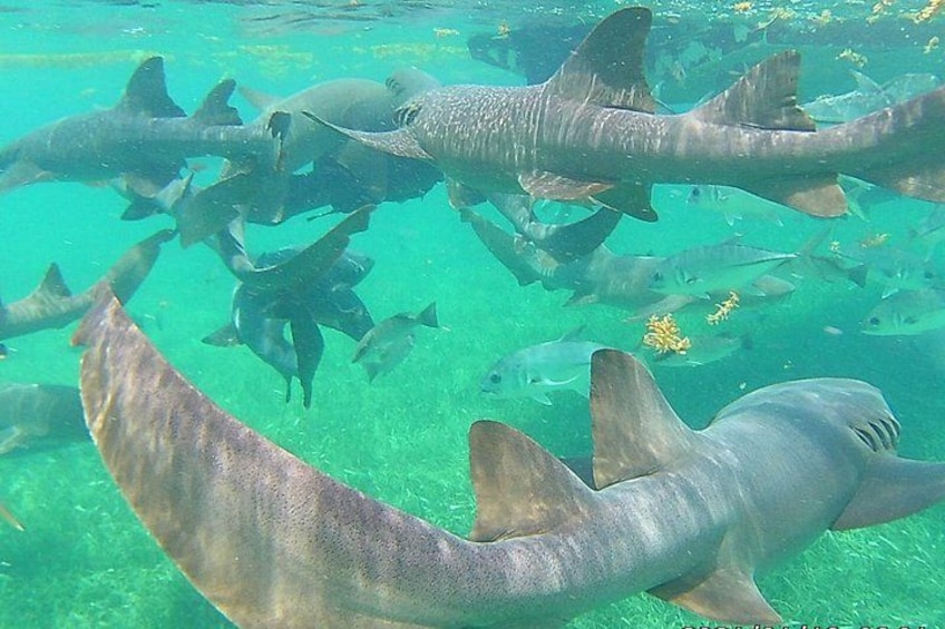 Un grupo de tiburones nadando en aguas cristalinas. 3