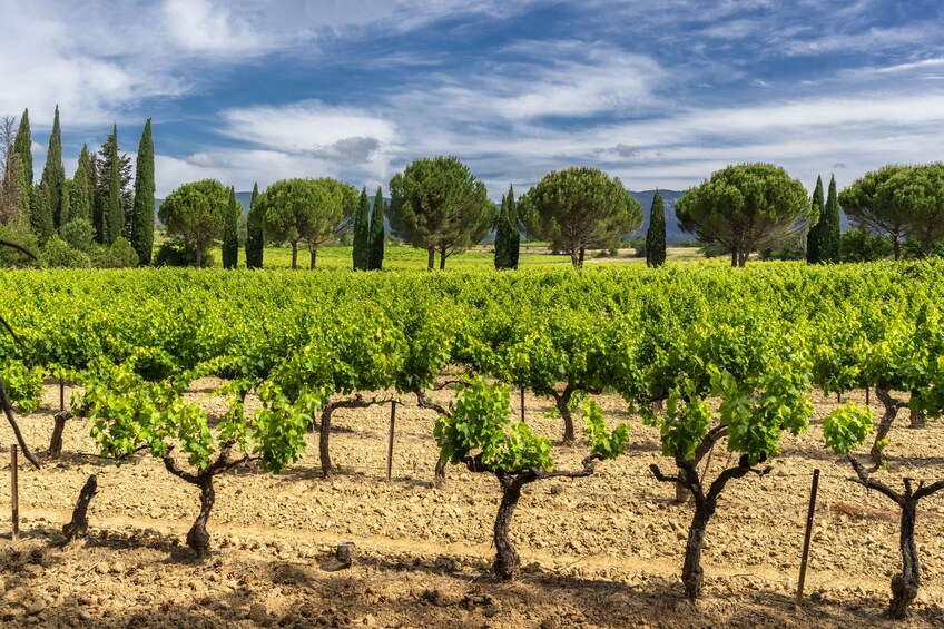 Small Group Wine Day Tour in Montagne Sainte-Victoire