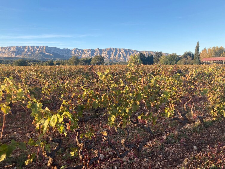 Small Group Wine Half- Day Tour in Montagne Sainte-Victoire