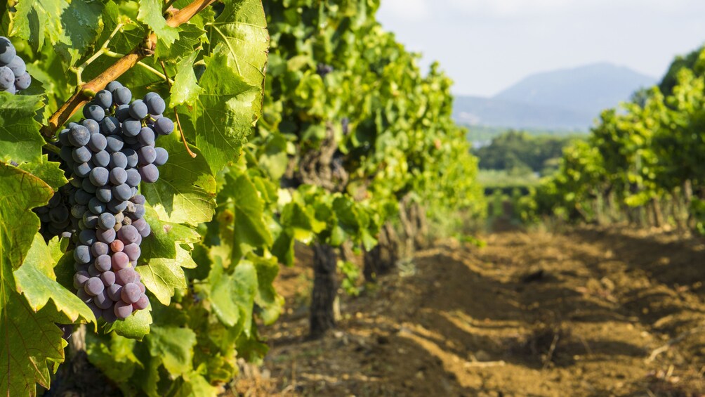 Small Group Wine Half- Day Tour in Montagne Sainte-Victoire