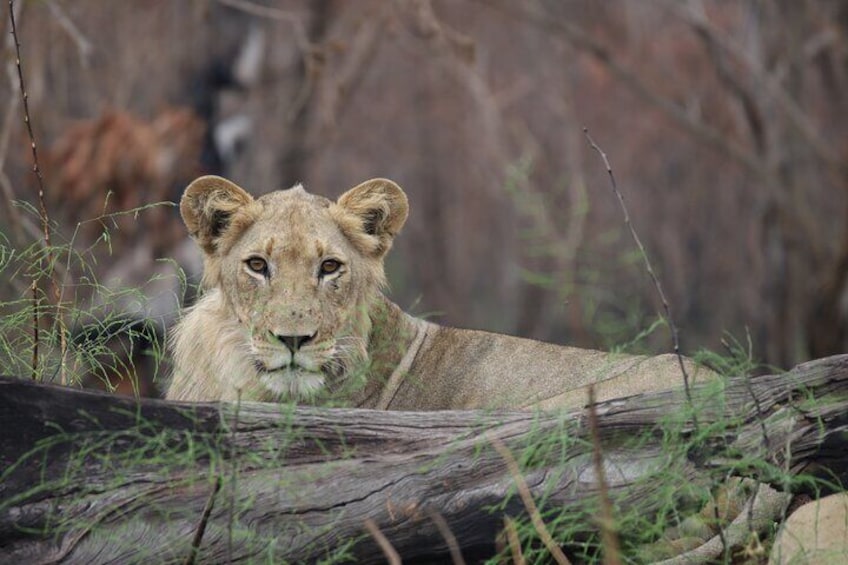 Un león descansando en un entorno natural con pasto seco y un tronco de árbol caído. 1