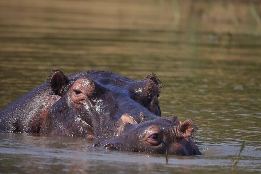 Dos hipopótamos sumergidos a medias en el agua. 3