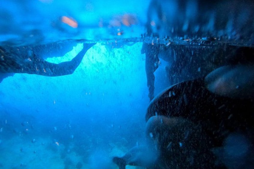 Scena subacquea con un sub, bolle e piante acquatiche. 1