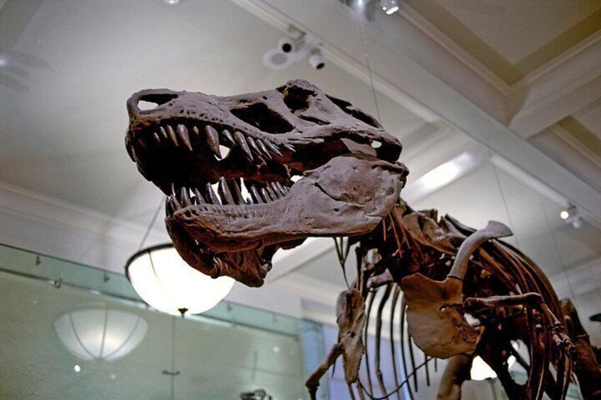 A dinosaur skeleton exhibit in a museum. 5