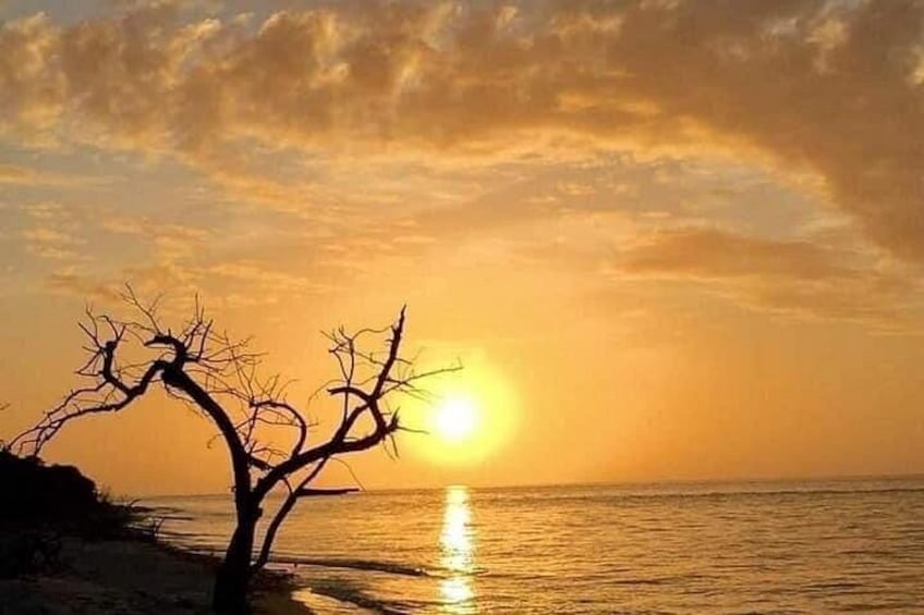 Un atardecer sobre el océano, con la silueta de un árbol sin hojas en el cielo. 4