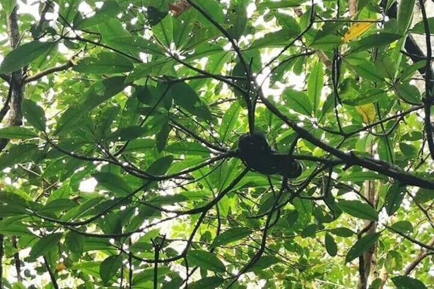A bird perched on a branch amidst dense foliage. 5