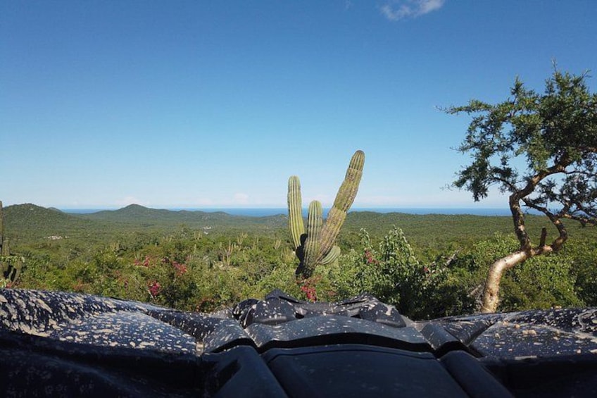 Un cactus, un árbol y un paisaje con colinas al fondo. 2