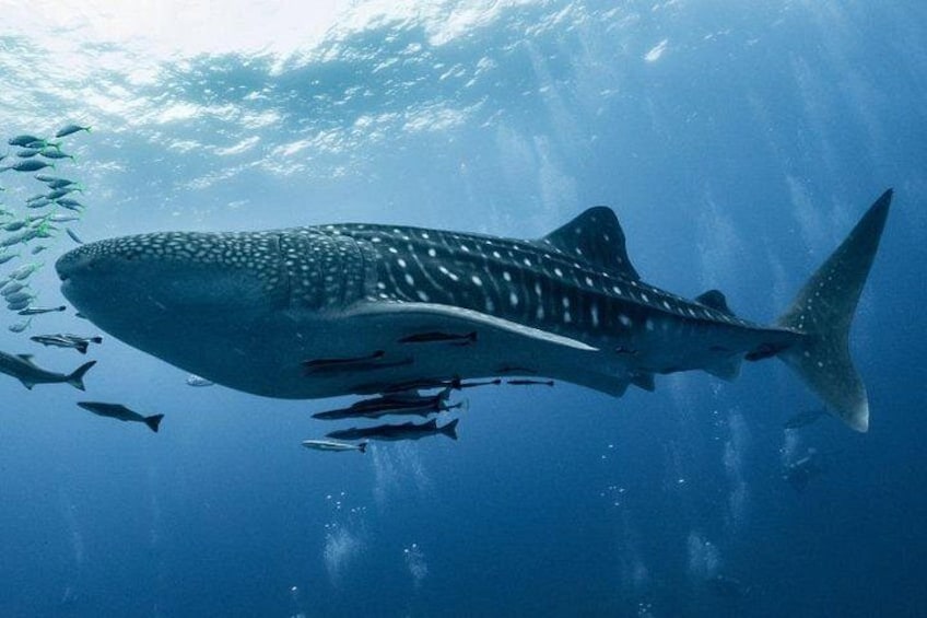 A whale shark swimming with a school of fish. 3