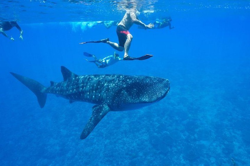 A diver swimming with a whale shark in clear blue water. 2