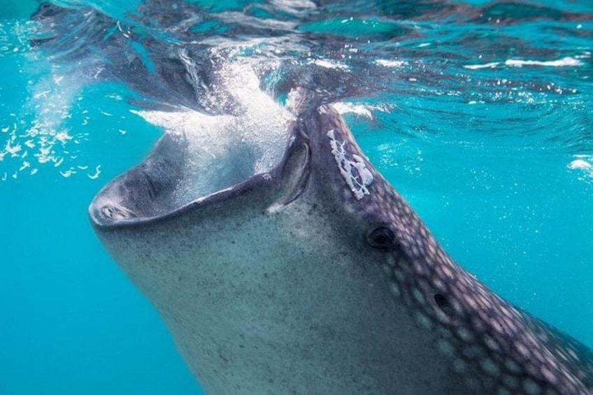 A whale shark swimming in clear blue water. 4