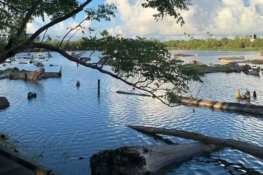 A calm river with logs and rocks, surrounded by trees and a clear sky. 2