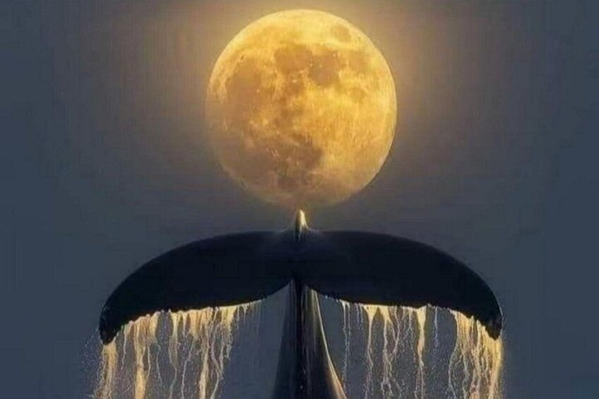 A whale's tail with a full moon in the background. 1