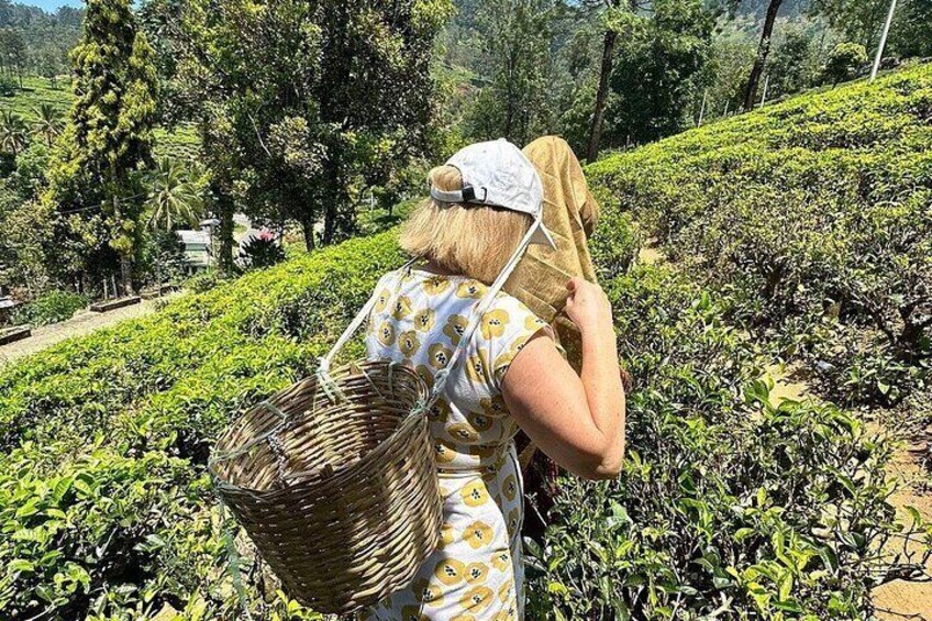 A person in a patterned dress walking through a tea plantation. 2