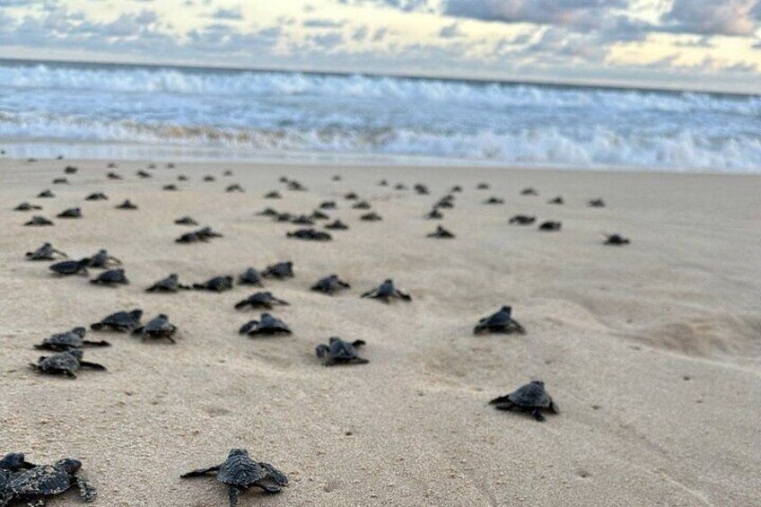 A beach with numerous sea turtles on the sand. 5