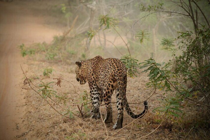 A leopard walking on a dusty path surrounded by sparse vegetation. 1