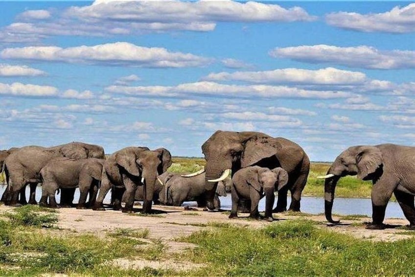 A herd of elephants by a waterhole in a grassy savanna. 1