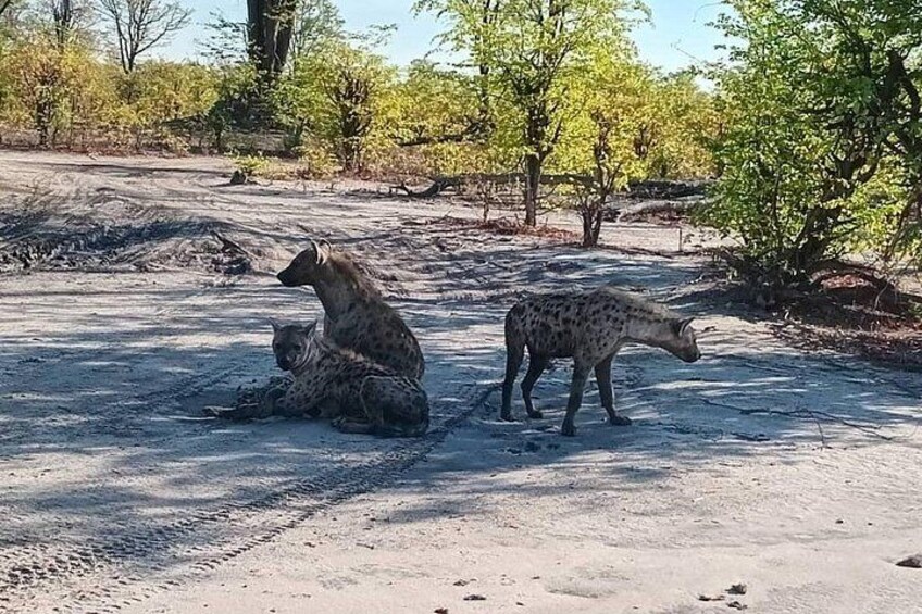 Two hyenas in a dry, open landscape with sparse trees and a dirt ground. 4