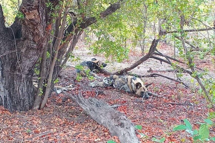 A forest with a fallen tree and a dog lying under it. 3