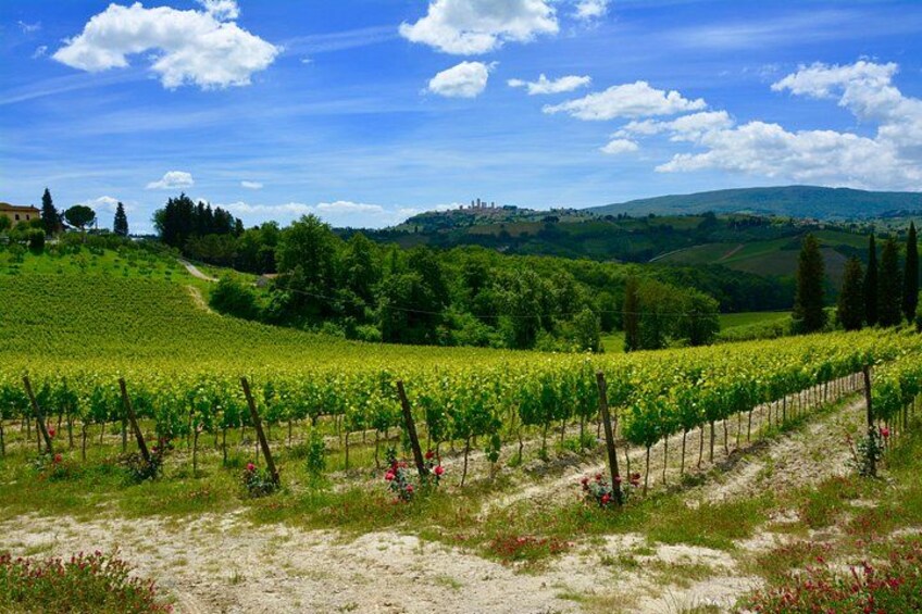 Vines in tuscany 4