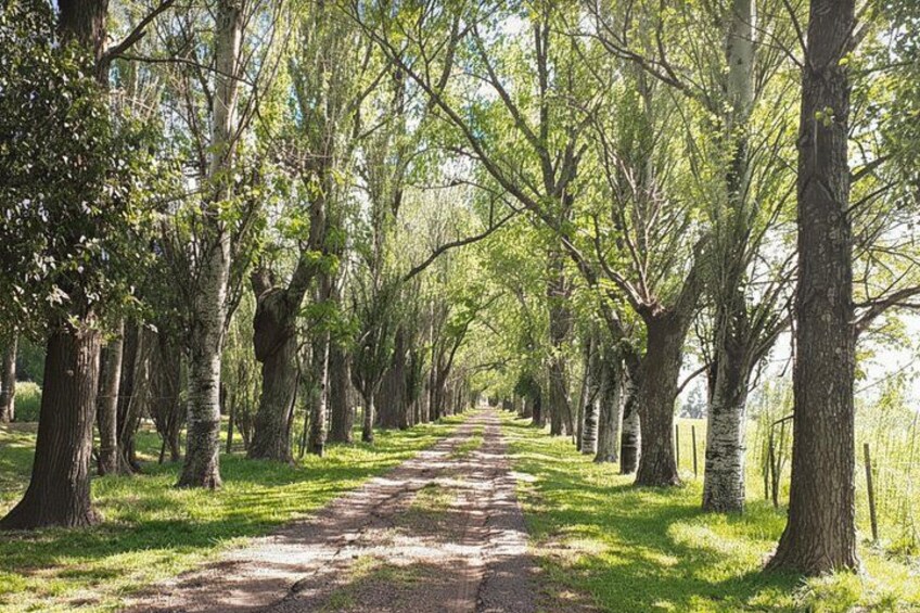 A tree-lined path with a dirt road. 5