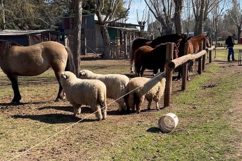 A fenced area with horses and sheep, a person in the background, and a building. 5