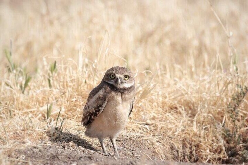 Burrowing owl chick 5