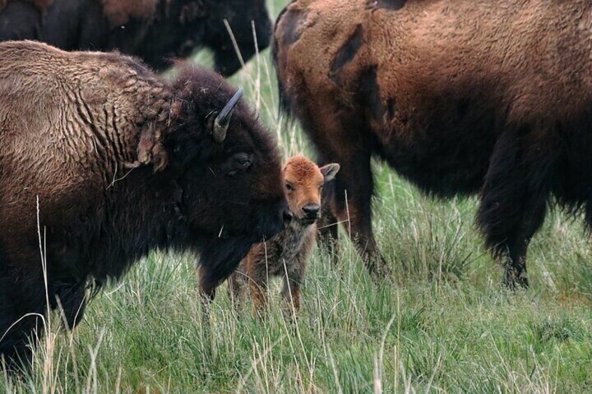 Bison in a grassy field. 2