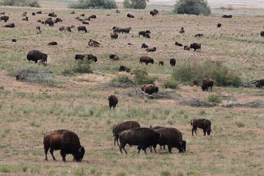 Bison herd spread out across the land 2