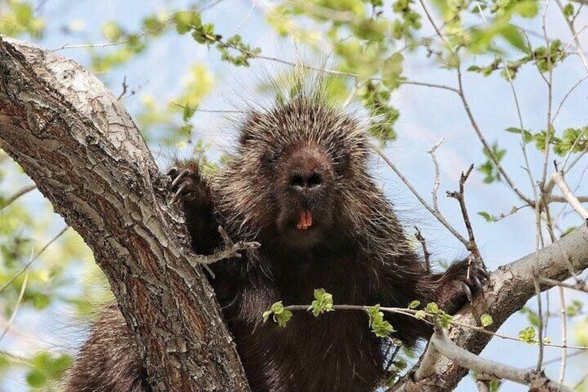 American porcupine climbing through treetops 3