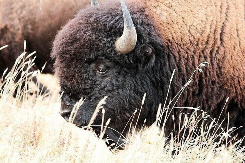 Bison against the blowing grasses 4