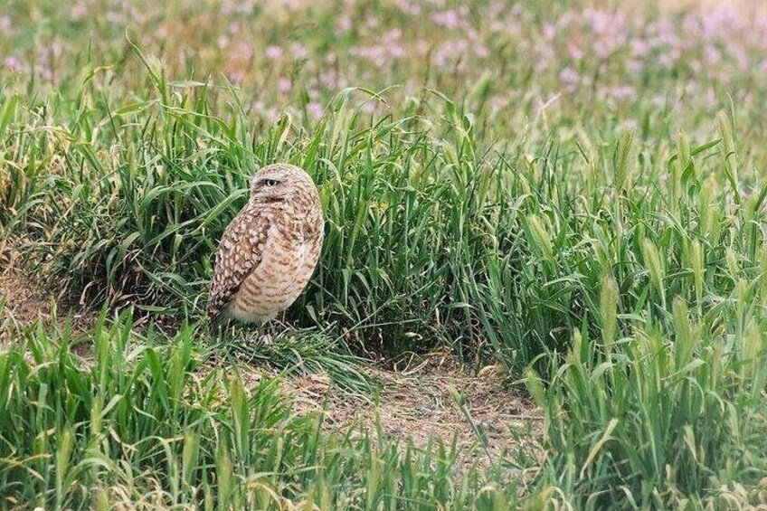 Burrowing owl stands lookout atop burrow 3
