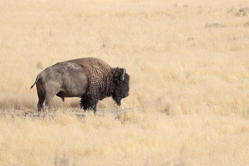 Bison in the late summer's dry grasses 1