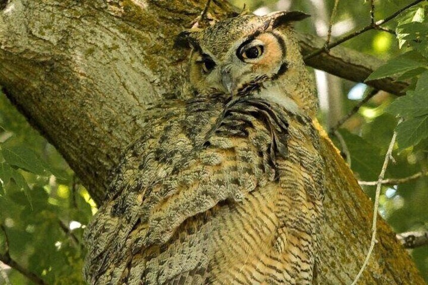 Great horned owl at Fielding Garr Ranch 4