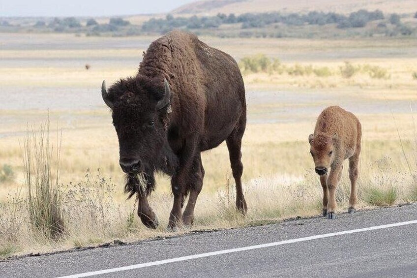 Mother and calf walk side by side along road 2