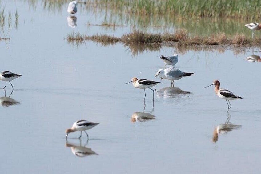 American avocet and California gull 3