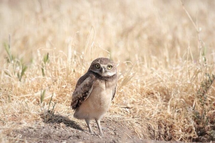Burrowing owl chick 2