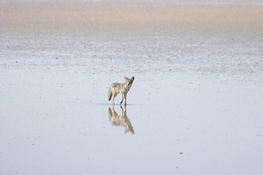 Coyote having a moment of reflection 2