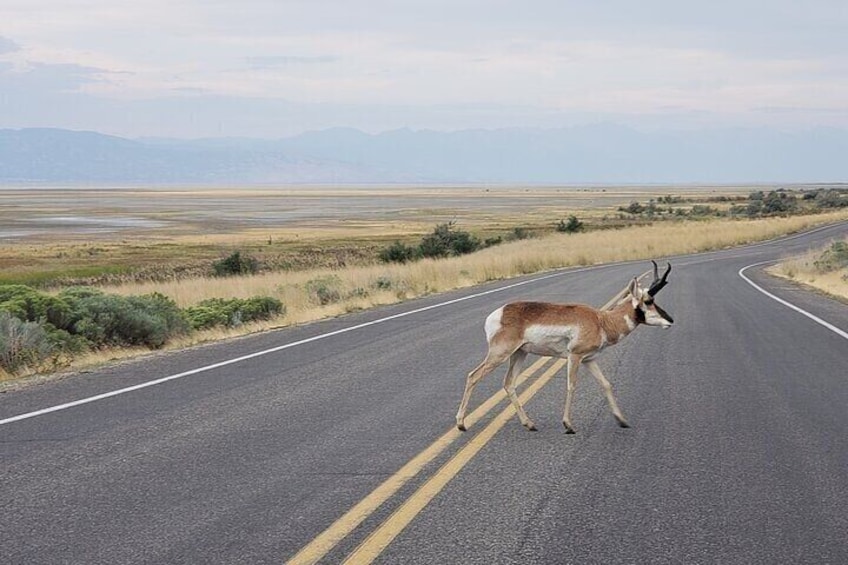 Une route où l’on croise souvent des cerfs. 5